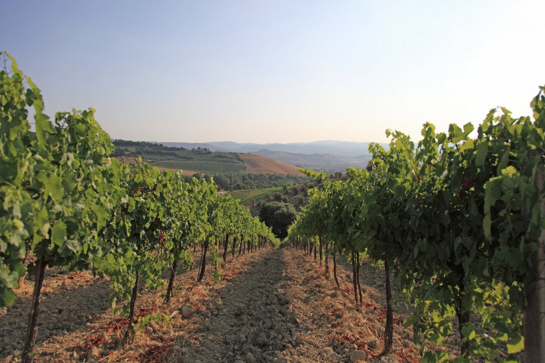 Discovering the Wines of Umbria: A Journey Through Italy’s Hidden Wine Region