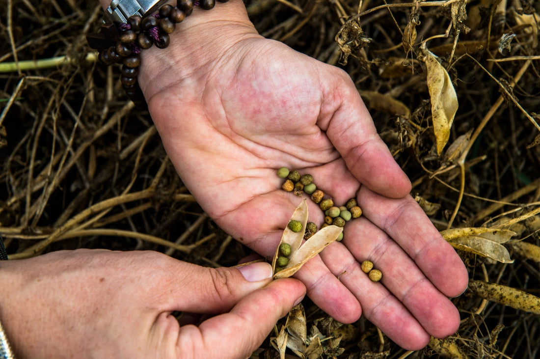 Castelluccio Lentils: A Tiny Treasure from Umbria, Italy